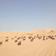 Art Installation (100 Wolves)